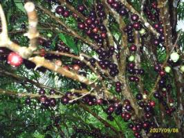 Jaboticaba