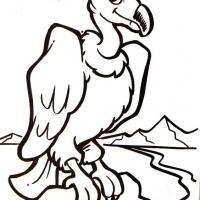 abutre